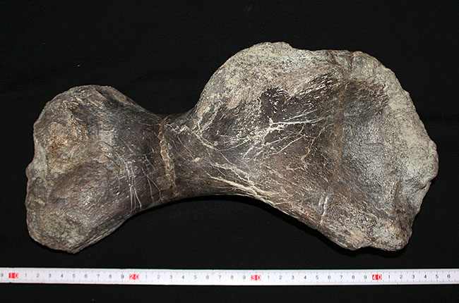 博物館級のコレクティブアイテム。保存状態、極めて良好！黒っぽい色が渋い、アンキロサウルスの上腕骨の化石（その5）