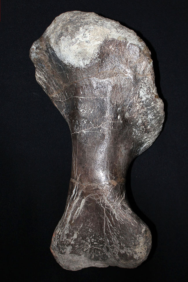 博物館級のコレクティブアイテム。保存状態、極めて良好！黒っぽい色が渋い、アンキロサウルスの上腕骨の化石（その6）