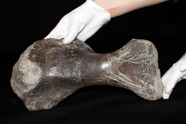 博物館級のコレクティブアイテム。保存状態、極めて良好！黒っぽい色が渋い、アンキロサウルスの上腕骨の化石（その7）