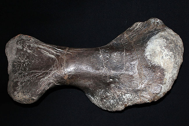 博物館級のコレクティブアイテム。保存状態、極めて良好！黒っぽい色が渋い、アンキロサウルスの上腕骨の化石（その8）