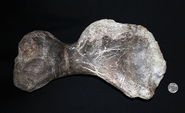 博物館級のコレクティブアイテム。保存状態、極めて良好！黒っぽい色が渋い、アンキロサウルスの上腕骨の化石（その9）