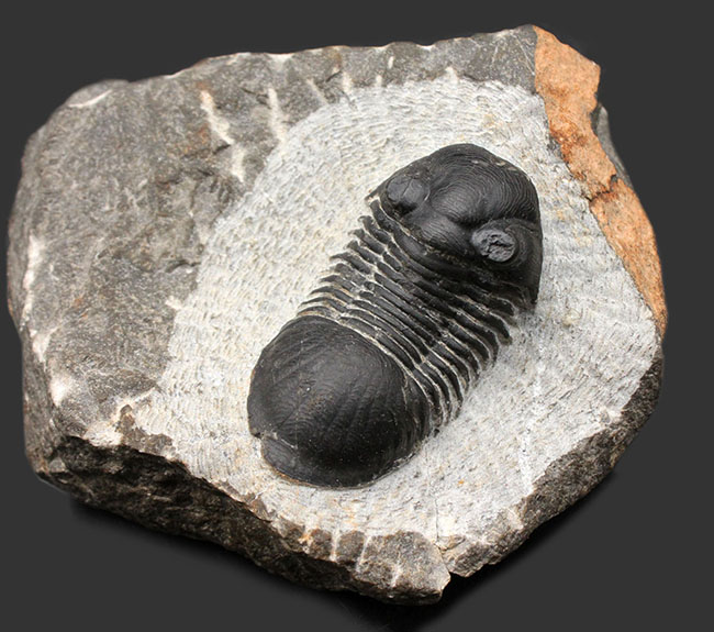すぐにそれと分かるユニークなフォルムが特徴。モロッコ産三葉虫パラレジュルス(Paralejurus dormitzeri)。二方向に展示可能!(その2)