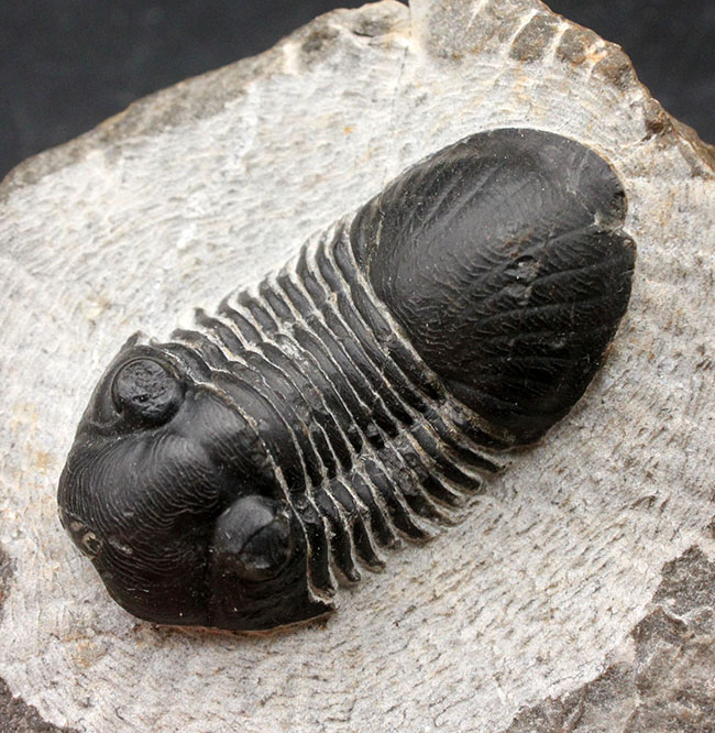 すぐにそれと分かるユニークなフォルムが特徴。モロッコ産三葉虫パラレジュルス(Paralejurus dormitzeri)。二方向に展示可能!(その3)