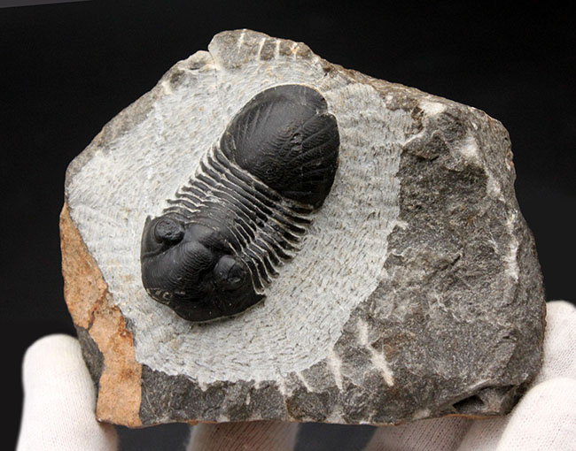 すぐにそれと分かるユニークなフォルムが特徴。モロッコ産三葉虫パラレジュルス(Paralejurus dormitzeri)。二方向に展示可能!(その8)