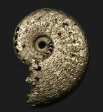 美しい縫合線にご注目、人気！フランス・アヴェイロンで採集された黄鉄鉱化（パイライト）アンモナイト（Ammonite）