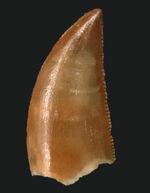 これぞジェム！モロッコの白亜紀の地層より発見された、小型獣脚類、ラプトル（Raptor）の極めて上質の歯化石