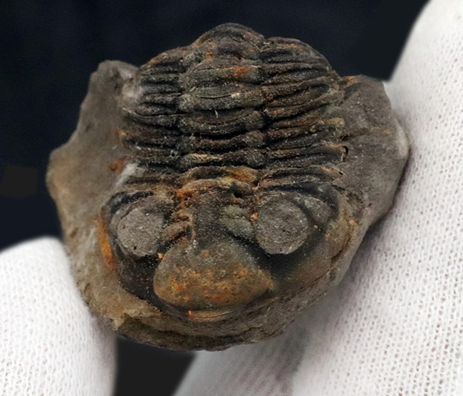 定休日以外毎日出荷中] 三葉虫 化石 fossil ボリビア trilobite 海生