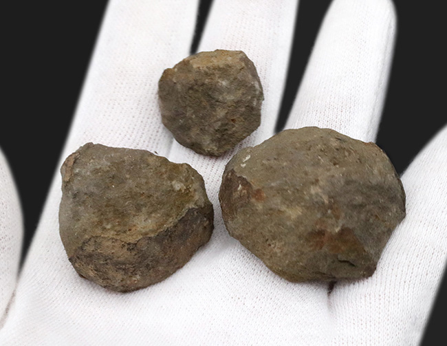 レア！南米ボリビア産の三葉虫、ファコプスのノジュール化石。3
