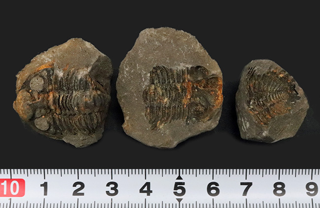 三葉虫 化石 fossil ボリビア産 trilobite ノジュール判別⑧-