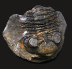 レア！南米ボリビア産の三葉虫、ファコプスのノジュール化石。３つに分離