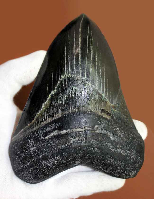 辺に沿って１５センチを超える、スーパーサイズを誇る黒光するメガロドン（Carcharodon megalodon）の歯化石（その1）