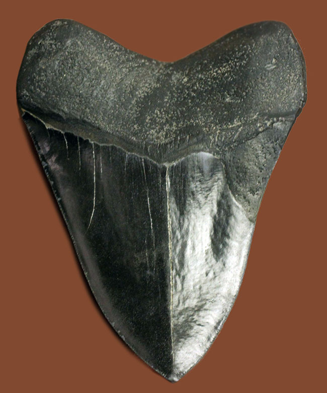 辺に沿って１５センチを超える、スーパーサイズを誇る黒光するメガロドン（Carcharodon megalodon）の歯化石（その2）