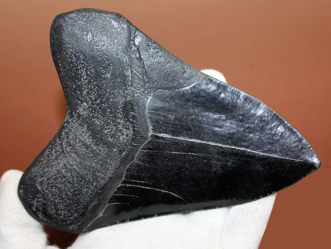 辺に沿って１５センチを超える、スーパーサイズを誇る黒光するメガロドン（Carcharodon megalodon）の歯化石（その3）