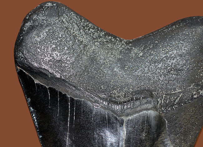 辺に沿って１５センチを超える、スーパーサイズを誇る黒光するメガロドン（Carcharodon megalodon）の歯化石（その5）