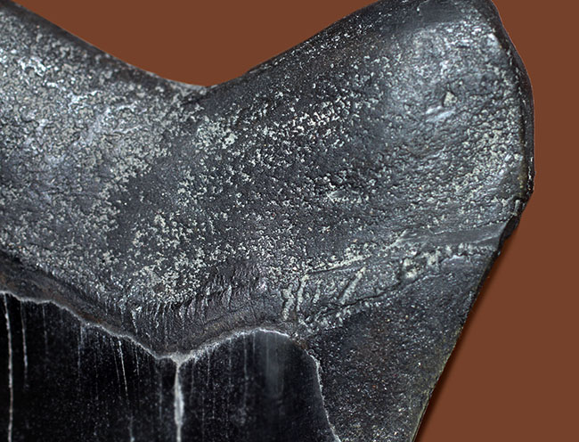 辺に沿って１５センチを超える、スーパーサイズを誇る黒光するメガロドン（Carcharodon megalodon）の歯化石（その6）