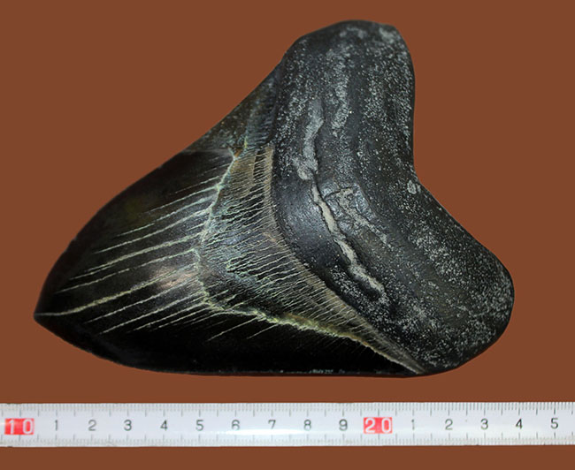 辺に沿って１５センチを超える、スーパーサイズを誇る黒光するメガロドン（Carcharodon megalodon）の歯化石（その9）