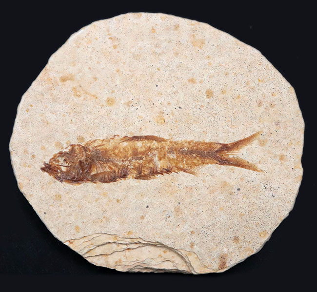 米国ワイオミング州の公式の化石の一つ、約５０００万年前に棲息していたぜ絶滅古代魚、ナイティア（Knightia）の化石（その1）