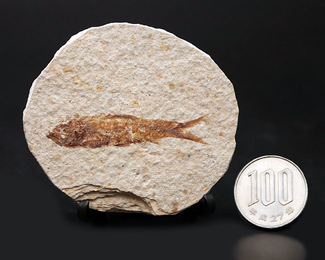 米国ワイオミング州の公式の化石の一つ、約５０００万年前に棲息していたぜ絶滅古代魚、ナイティア（Knightia）の化石（その10）