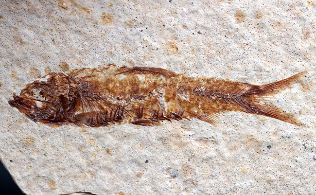 米国ワイオミング州の公式の化石の一つ、約５０００万年前に棲息していたぜ絶滅古代魚、ナイティア（Knightia）の化石（その2）