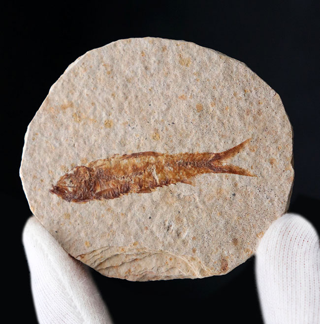 米国ワイオミング州の公式の化石の一つ、約５０００万年前に棲息していたぜ絶滅古代魚、ナイティア（Knightia）の化石（その3）