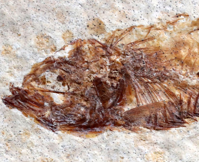 米国ワイオミング州の公式の化石の一つ、約５０００万年前に棲息していたぜ絶滅古代魚、ナイティア（Knightia）の化石（その4）