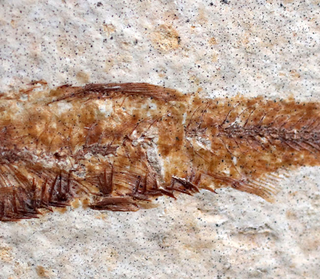 米国ワイオミング州の公式の化石の一つ、約５０００万年前に棲息していたぜ絶滅古代魚、ナイティア（Knightia）の化石（その5）