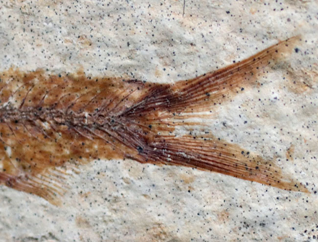 米国ワイオミング州の公式の化石の一つ、約５０００万年前に棲息していたぜ絶滅古代魚、ナイティア（Knightia）の化石（その6）