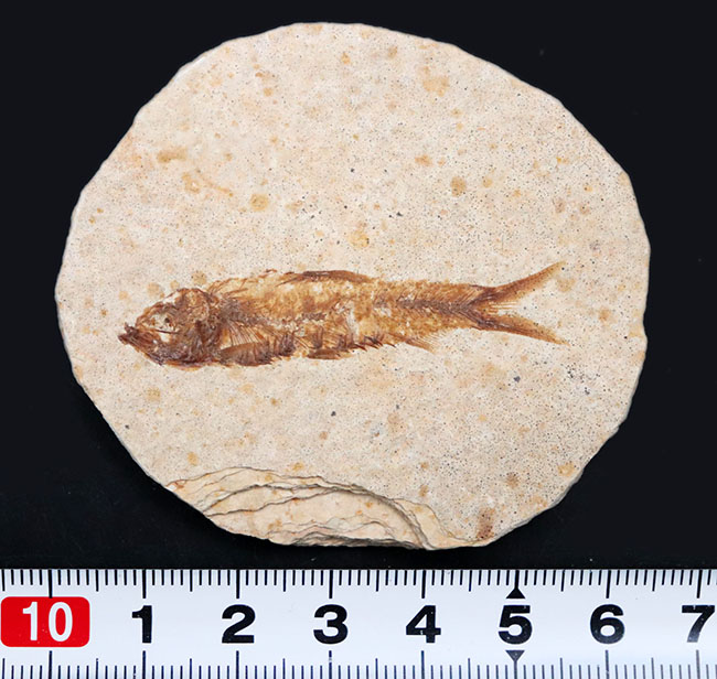 米国ワイオミング州の公式の化石の一つ、約５０００万年前に棲息していたぜ絶滅古代魚、ナイティア（Knightia）の化石（その9）