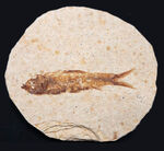 米国ワイオミング州の公式の化石の一つ、約５０００万年前に棲息していたぜ絶滅古代魚、ナイティア（Knightia）の化石