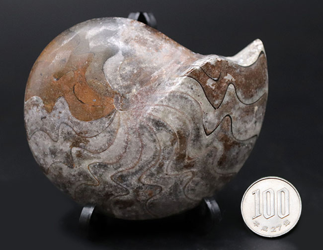 いかにも典型的な縫合線が素晴らしい！両面が保存されたゴニアタイト（Goniatite）の完品の化石（その10）