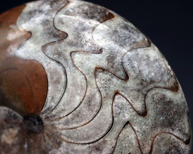 いかにも典型的な縫合線が素晴らしい！両面が保存されたゴニアタイト