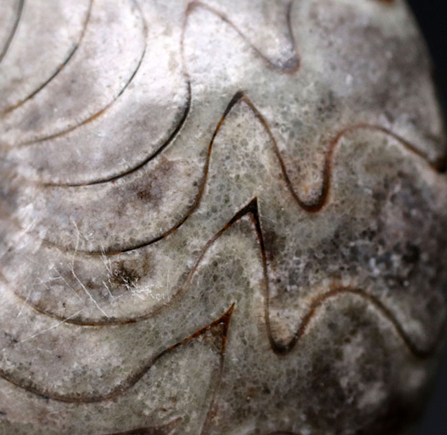 いかにも典型的な縫合線が素晴らしい！両面が保存されたゴニアタイト（Goniatite）の完品の化石（その4）