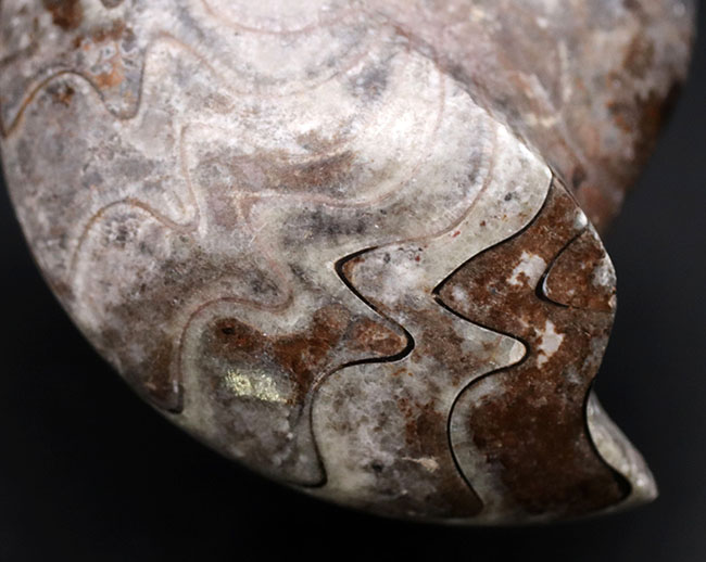 いかにも典型的な縫合線が素晴らしい！両面が保存されたゴニアタイト（Goniatite）の完品の化石（その7）