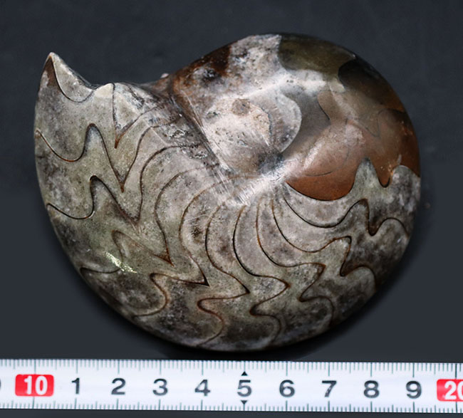 いかにも典型的な縫合線が素晴らしい！両面が保存されたゴニアタイト