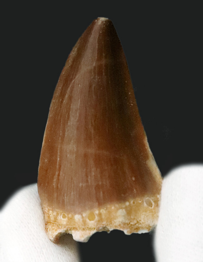 保存状態、厚み、良形と三拍子揃った、コレクショングレードのモササウルス（Mosasaurus）の歯化石（その1）