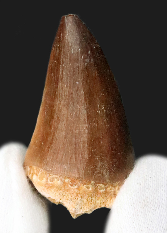 保存状態、厚み、良形と三拍子揃った、コレクショングレードのモササウルス（Mosasaurus）の歯化石（その2）