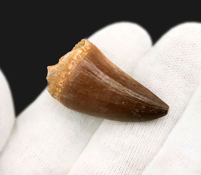 保存状態、厚み、良形と三拍子揃った、コレクショングレードのモササウルス（Mosasaurus）の歯化石（その3）