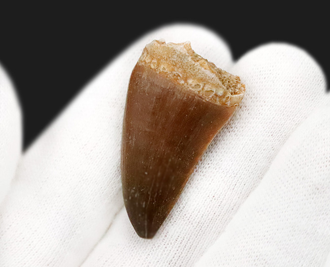 保存状態、厚み、良形と三拍子揃った、コレクショングレードのモササウルス（Mosasaurus）の歯化石（その4）