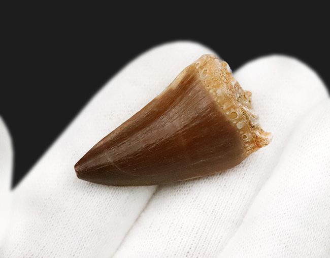 保存状態、厚み、良形と三拍子揃った、コレクショングレードのモササウルス（Mosasaurus）の歯化石（その5）