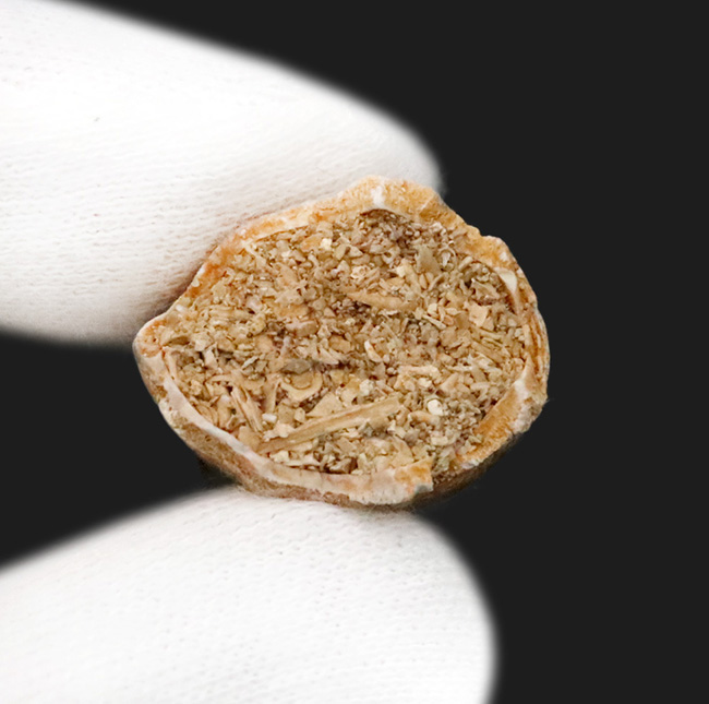 保存状態、厚み、良形と三拍子揃った、コレクショングレードのモササウルス（Mosasaurus）の歯化石（その6）