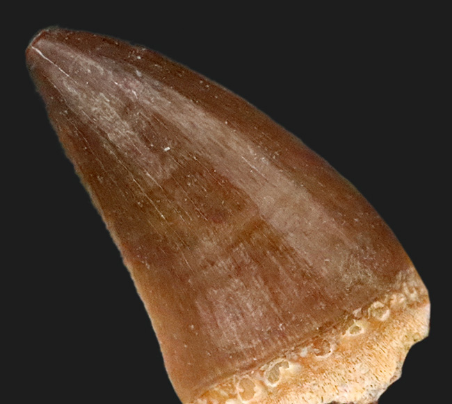 保存状態、厚み、良形と三拍子揃った、コレクショングレードのモササウルス（Mosasaurus）の歯化石（その7）