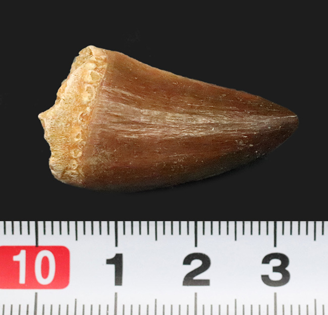 保存状態、厚み、良形と三拍子揃った、コレクショングレードのモササウルス（Mosasaurus）の歯化石（その8）