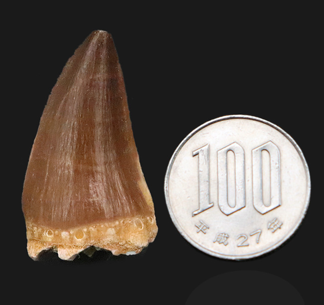 保存状態、厚み、良形と三拍子揃った、コレクショングレードのモササウルス（Mosasaurus）の歯化石（その9）