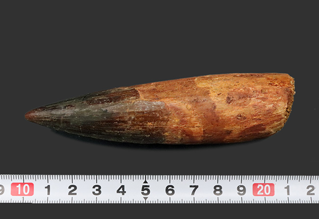 ロングカーブ計測117ミリ!周長90ミリ!ビッグサイズ!獣脚類恐竜、スピノサウルス(Spinosaurus)の歯化石(その7)