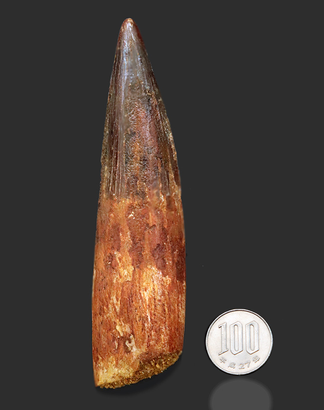 ロングカーブ計測117ミリ!周長90ミリ!ビッグサイズ!獣脚類恐竜、スピノサウルス(Spinosaurus)の歯化石(その8)