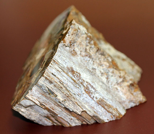 人気のベベルカット、２面鏡面仕上げ！2億5千万年前のモンキーパズルの木の幹の化石、珪化木（ケイカボク）（その10）