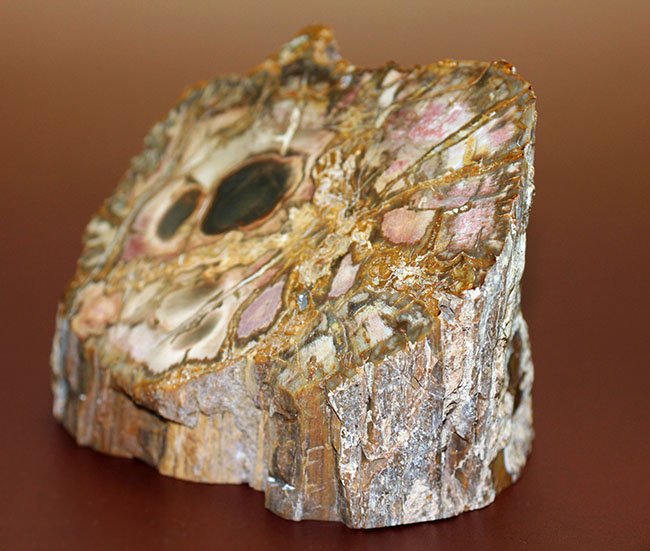 人気のベベルカット、２面鏡面仕上げ！2億5千万年前のモンキーパズルの木の幹の化石、珪化木（ケイカボク）（その2）