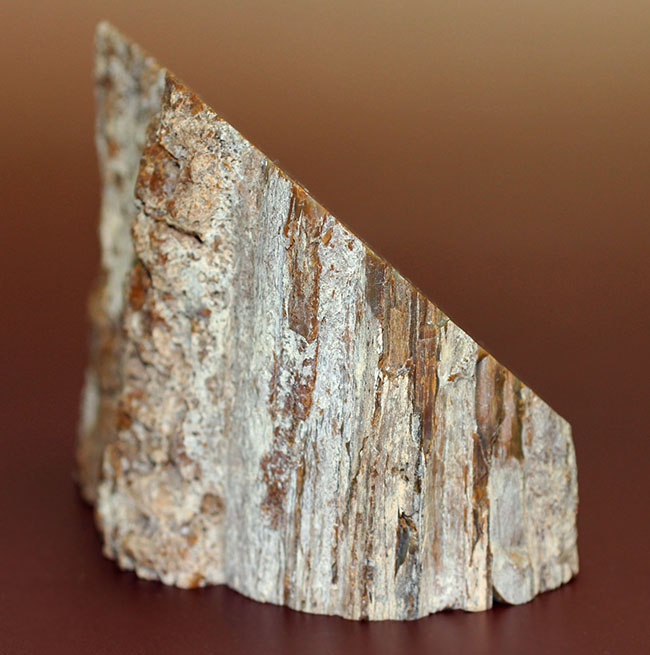 人気のベベルカット、２面鏡面仕上げ！2億5千万年前のモンキーパズルの木の幹の化石、珪化木（ケイカボク）（その4）