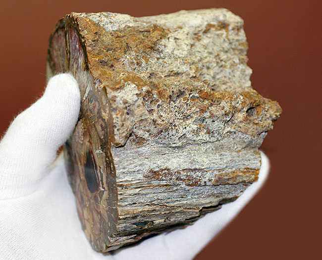 人気のベベルカット、２面鏡面仕上げ！2億5千万年前のモンキーパズルの木の幹の化石、珪化木（ケイカボク）（その6）
