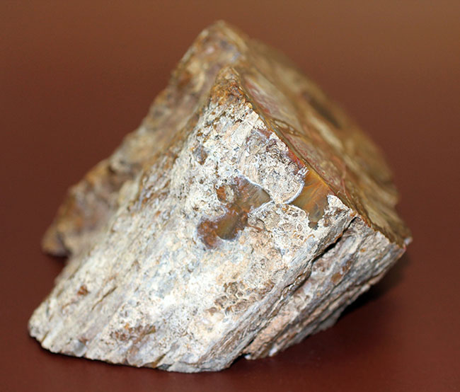 人気のベベルカット、２面鏡面仕上げ！2億5千万年前のモンキーパズルの木の幹の化石、珪化木（ケイカボク）（その8）